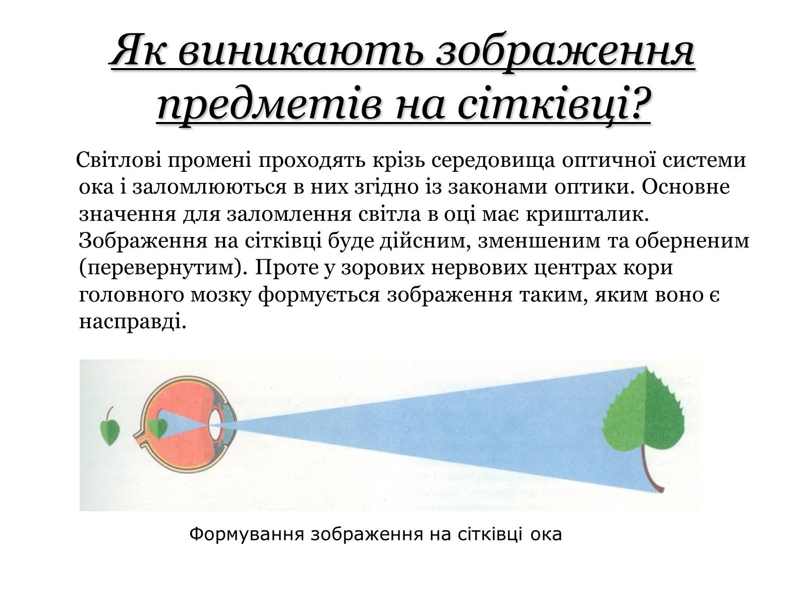 Презентація на тему «Основні сенсорні системи організму людини» - Слайд #6