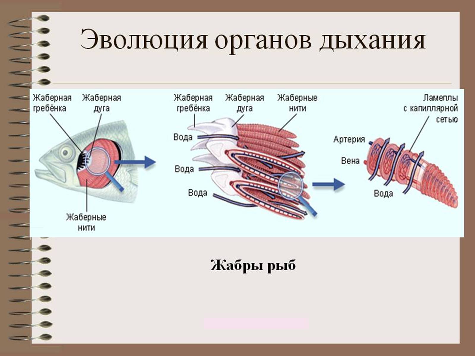 Презентація на тему «Еволюція систем органів» - Слайд #10