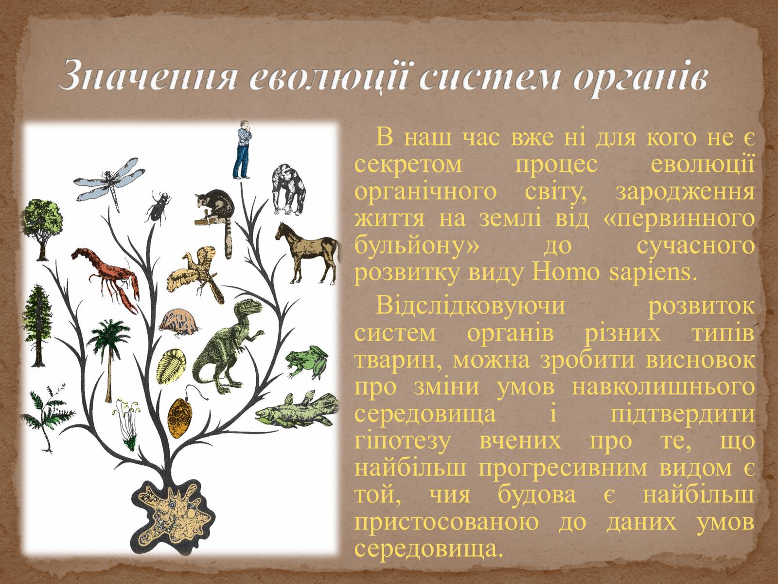 Презентація на тему «Еволюція систем органів» - Слайд #2