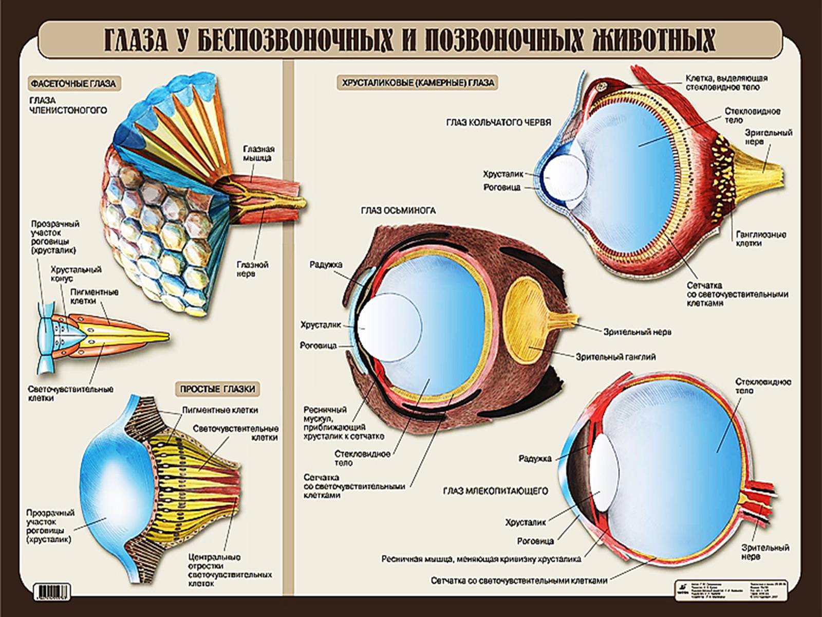 Презентація на тему «Еволюція систем органів» - Слайд #7