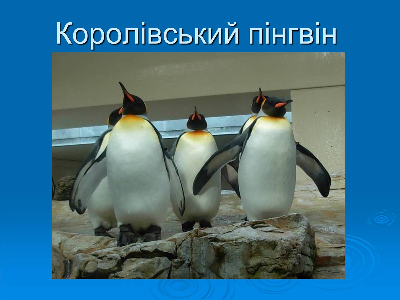 Презентація на тему «Пінгвіни» - Слайд #10