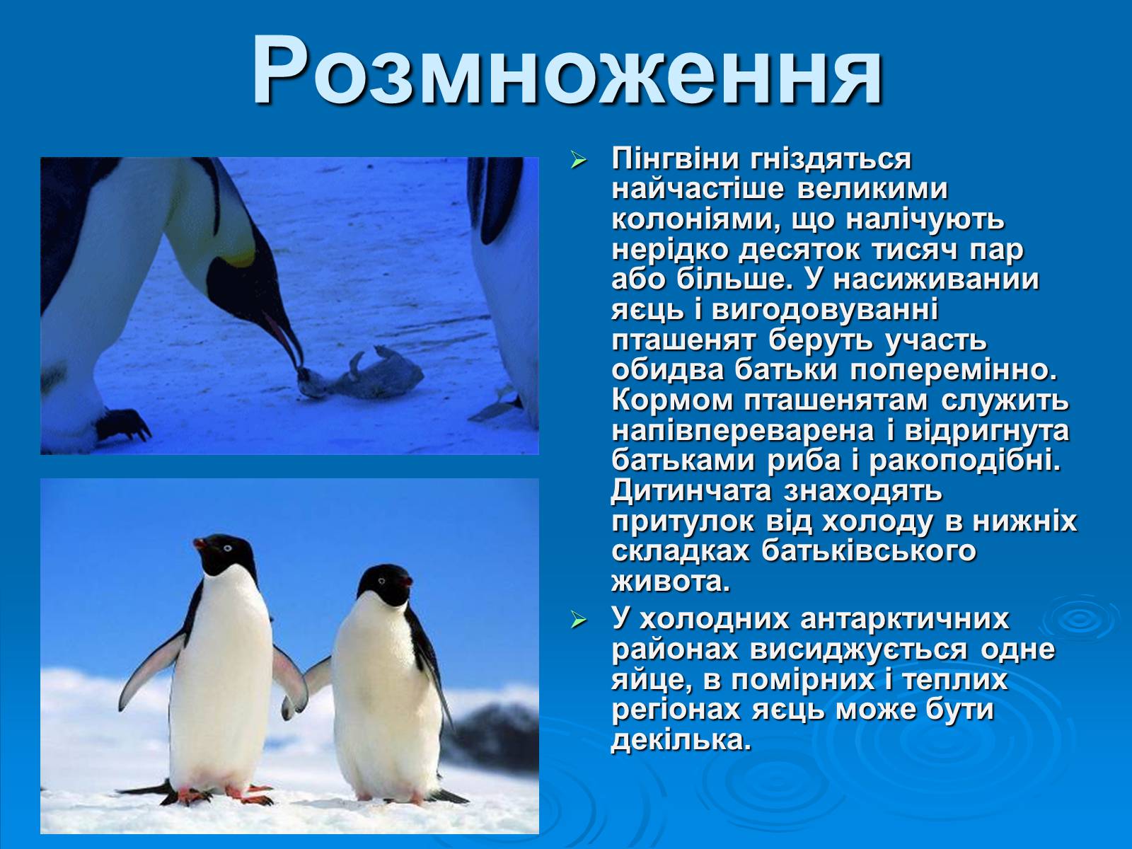 Презентація на тему «Пінгвіни» - Слайд #6