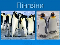 Презентація на тему «Пінгвіни»
