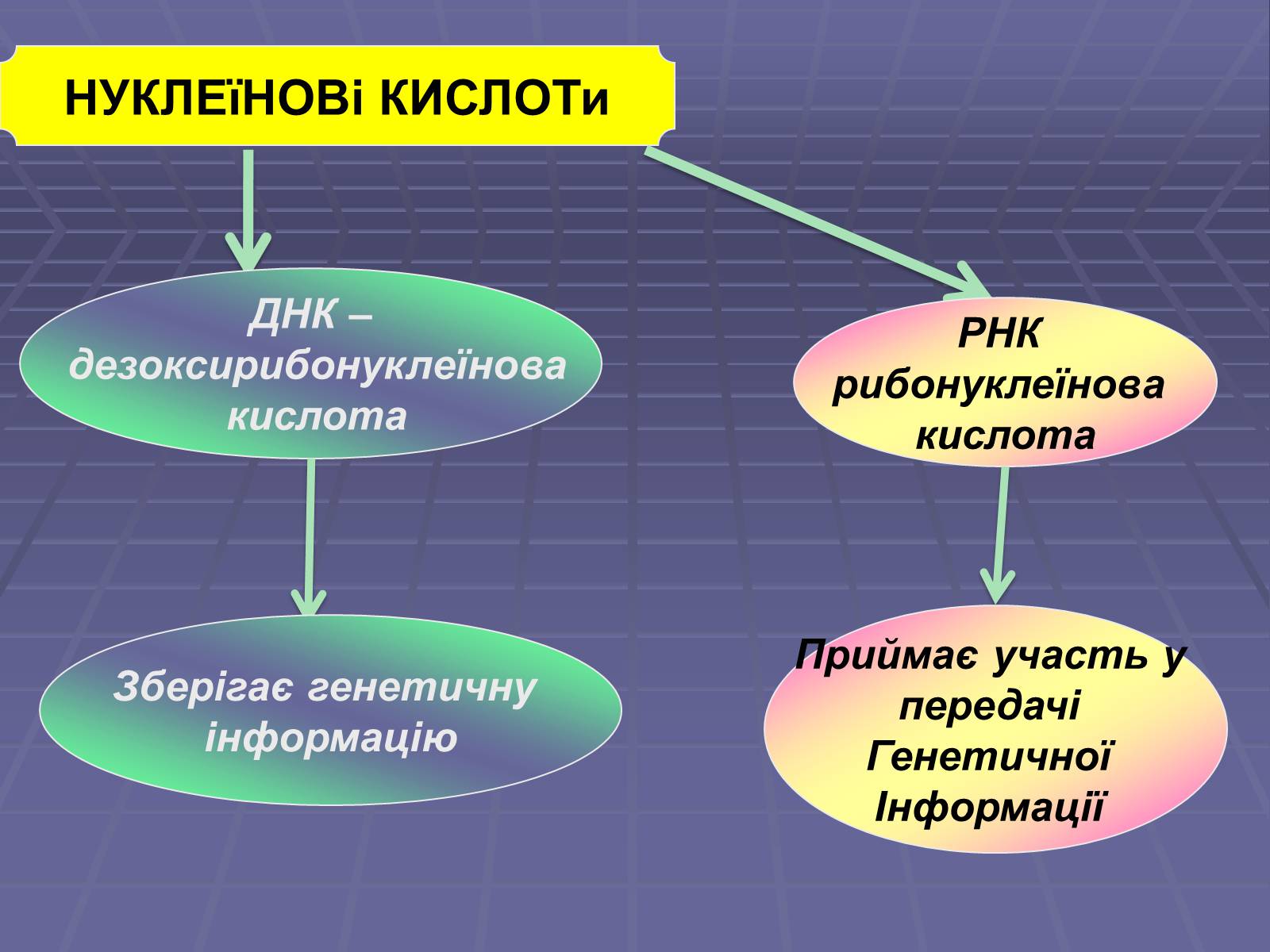 Презентація на тему «Нуклеїнові кислоти» (варіант 4) - Слайд #7