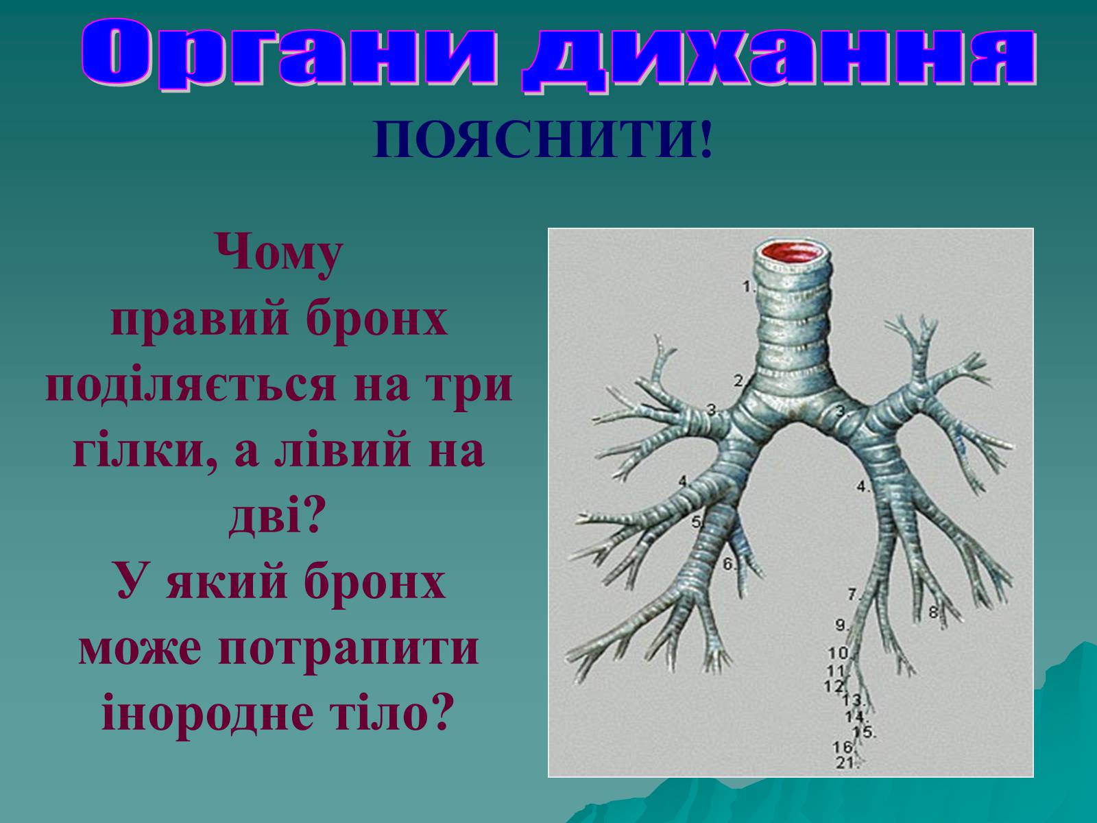 Презентація на тему «Дихання» (варіант 3) - Слайд #40