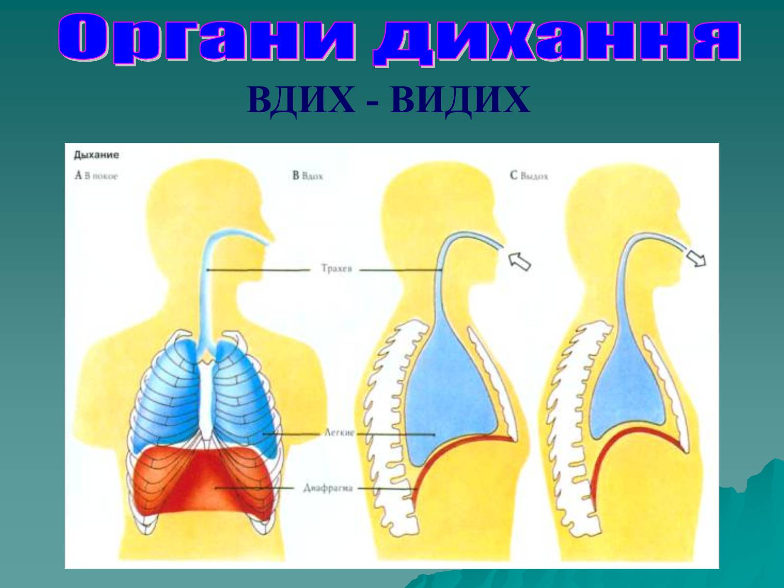 Презентація на тему «Дихання» (варіант 3) - Слайд #51