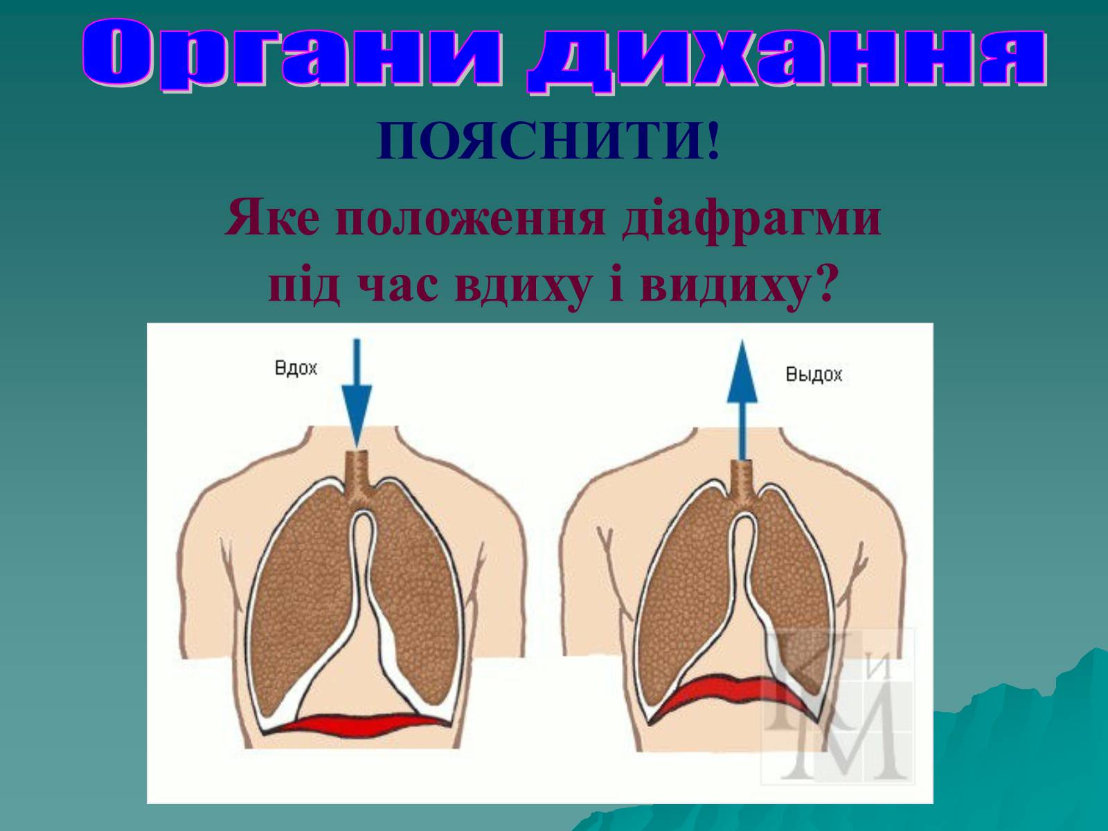 Презентація на тему «Дихання» (варіант 3) - Слайд #52