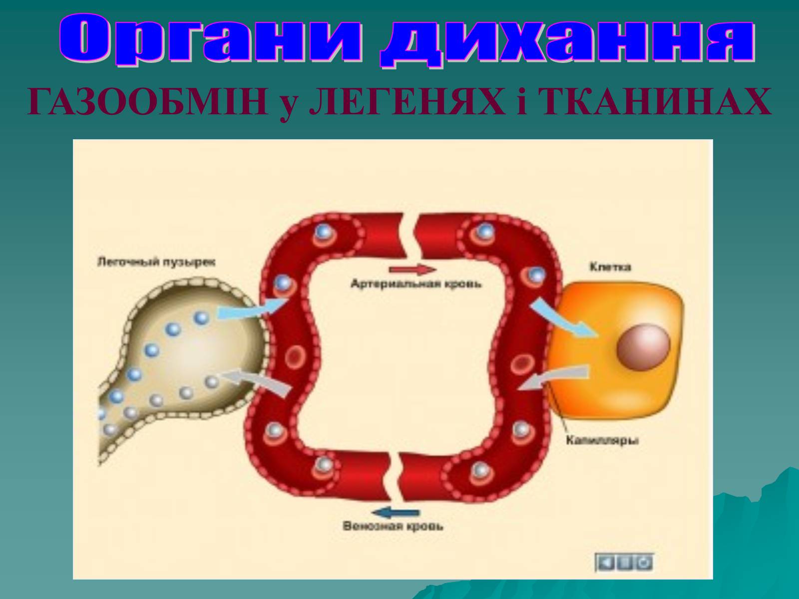 Презентація на тему «Дихання» (варіант 3) - Слайд #63