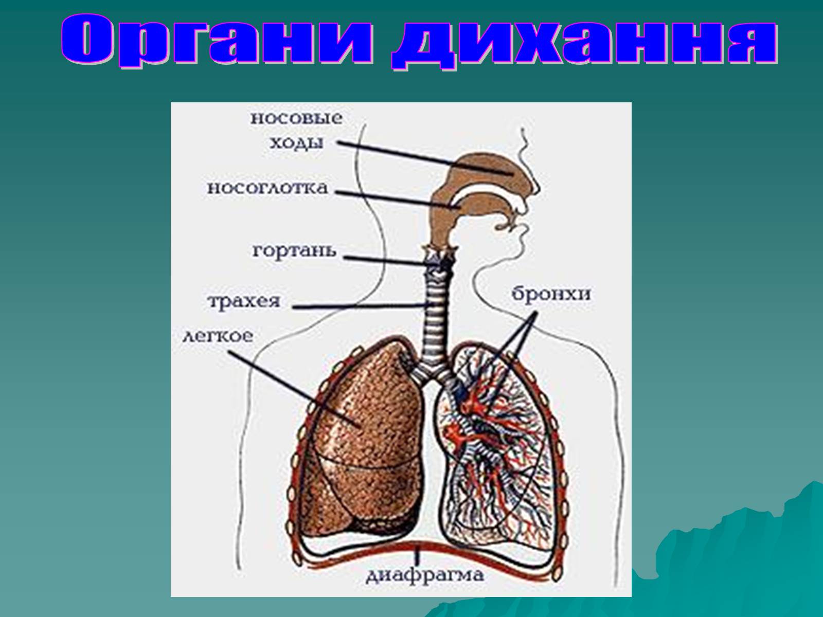 Презентація на тему «Дихання» (варіант 3) - Слайд #9