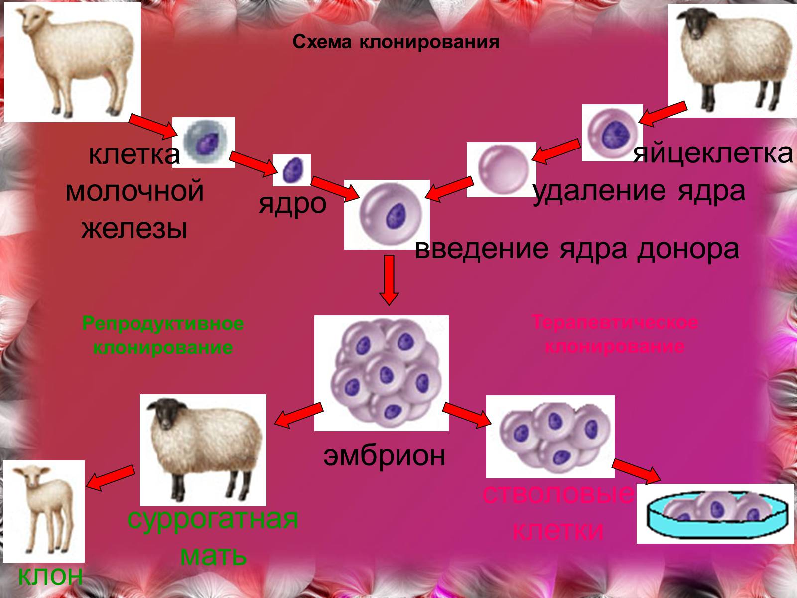 Презентація на тему «Эмбриотехнологии и клонирование» - Слайд #10