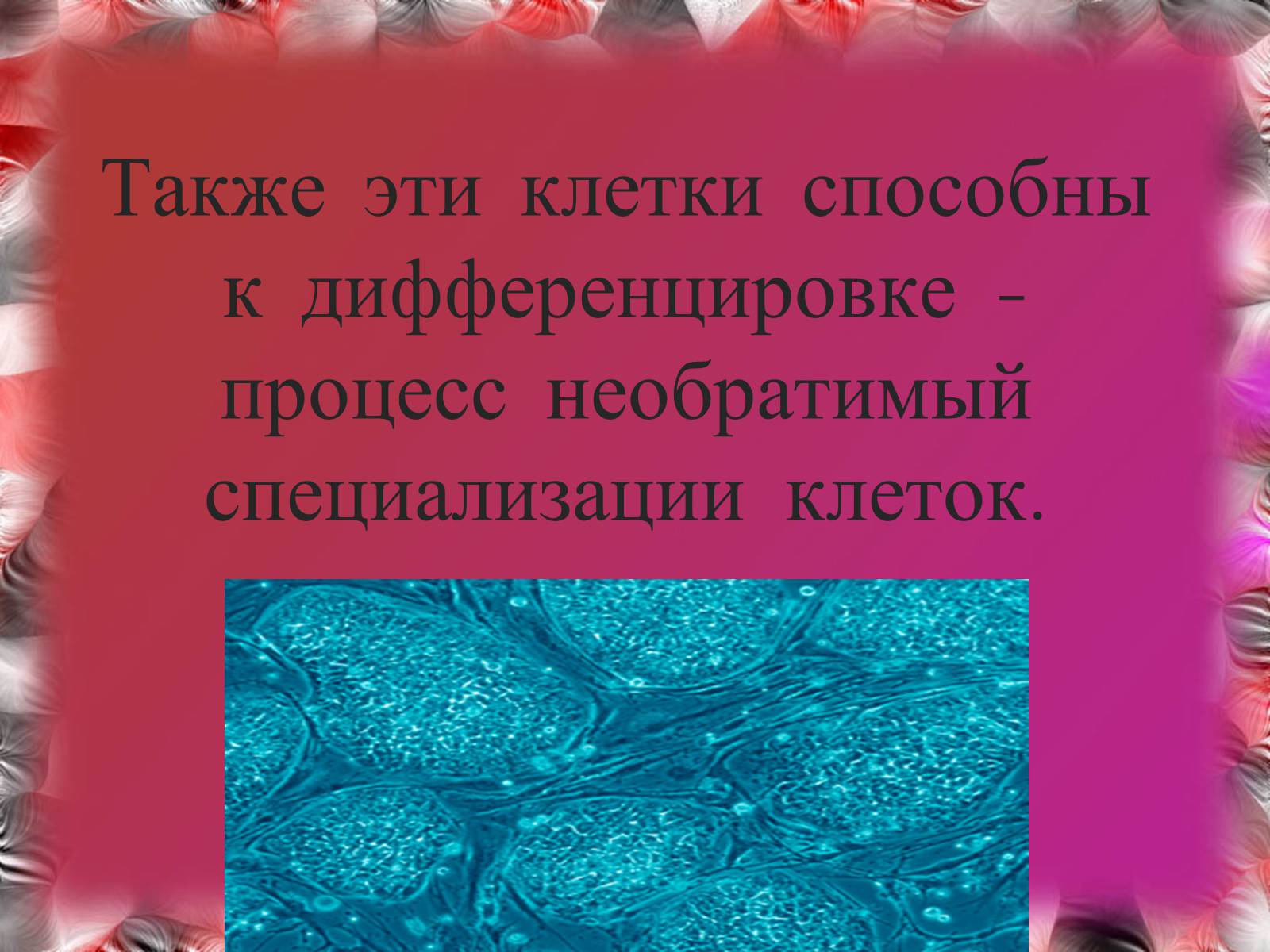 Презентація на тему «Эмбриотехнологии и клонирование» - Слайд #7