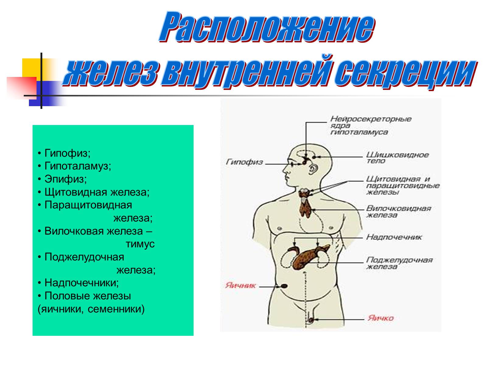 Презентація на тему «Регуляция процессов жизнедеятельности организма» - Слайд #11