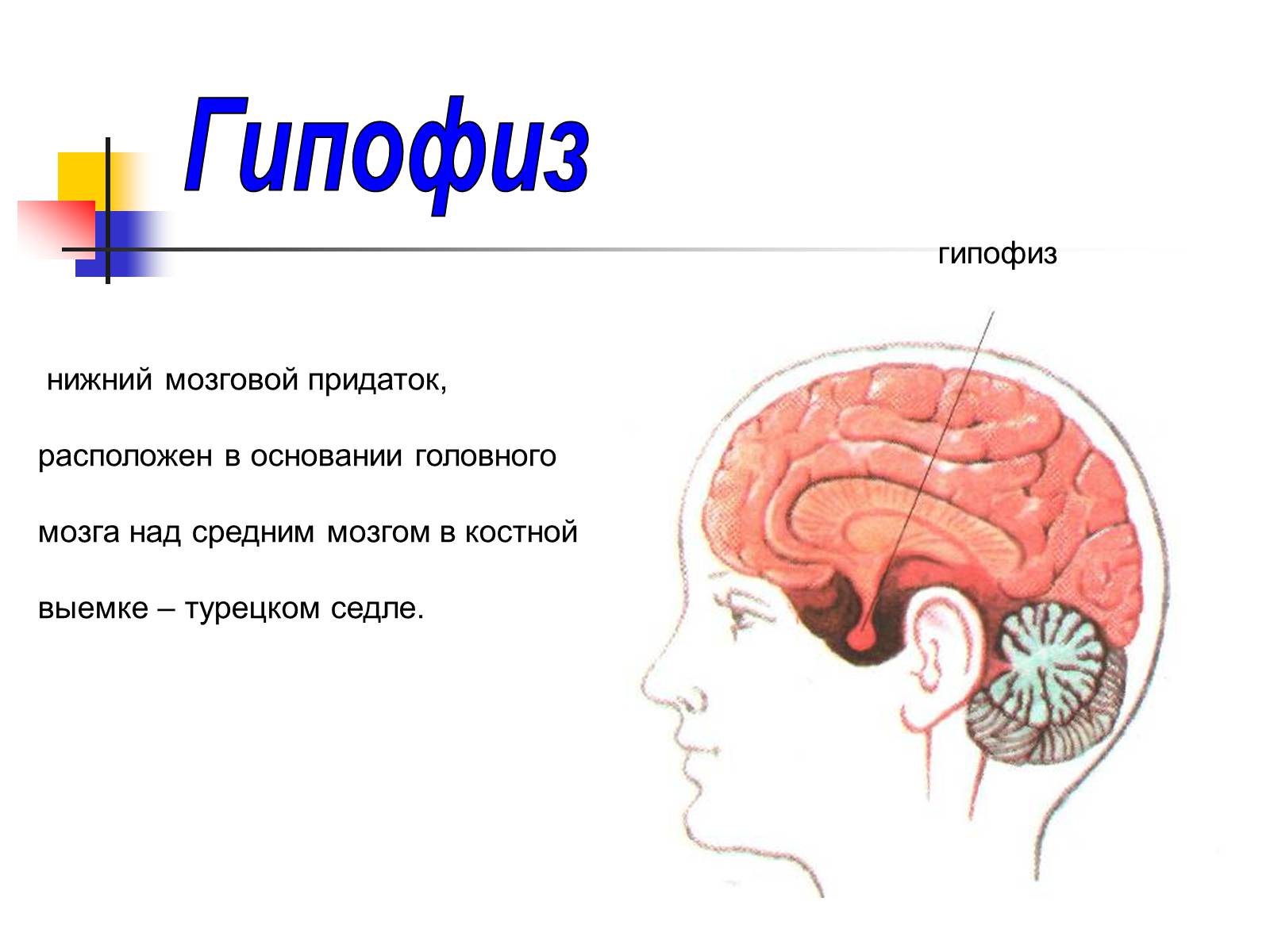 Презентація на тему «Регуляция процессов жизнедеятельности организма» - Слайд #12