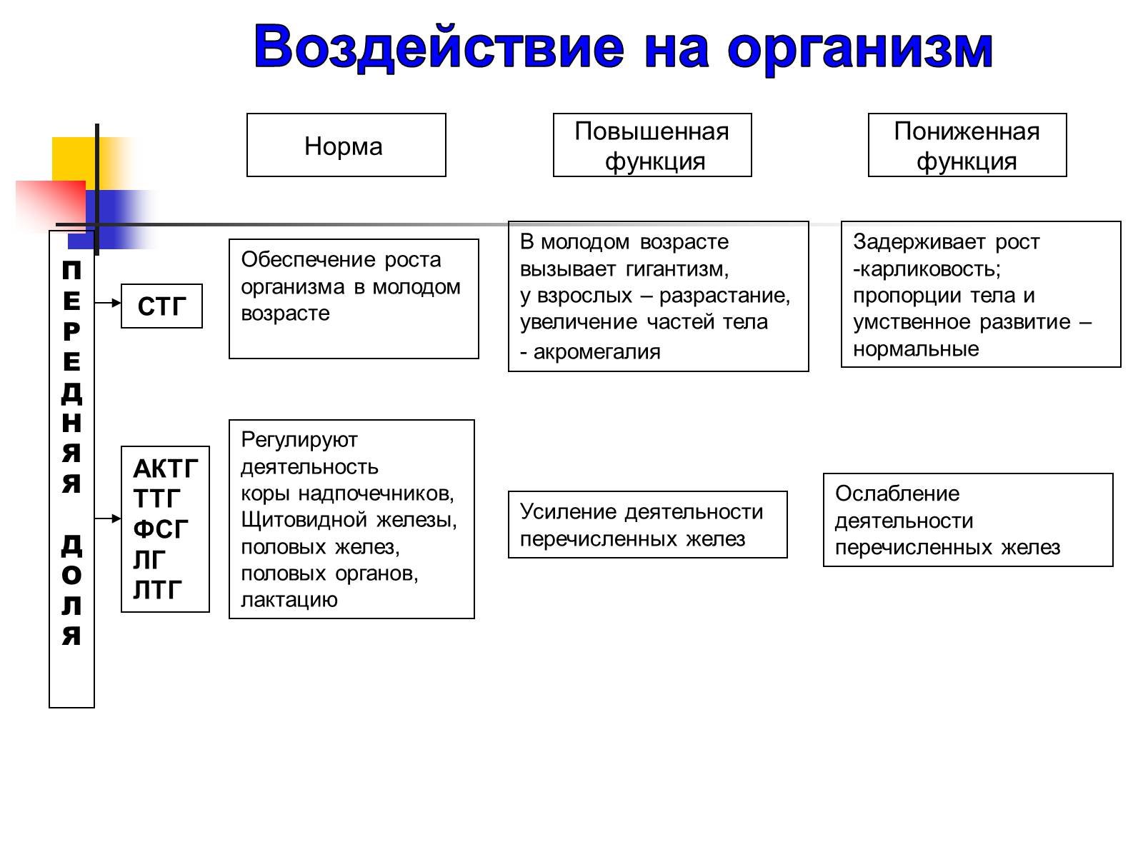 Презентація на тему «Регуляция процессов жизнедеятельности организма» - Слайд #14