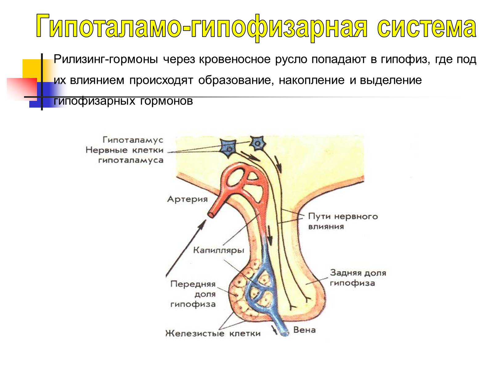 Презентація на тему «Регуляция процессов жизнедеятельности организма» - Слайд #23