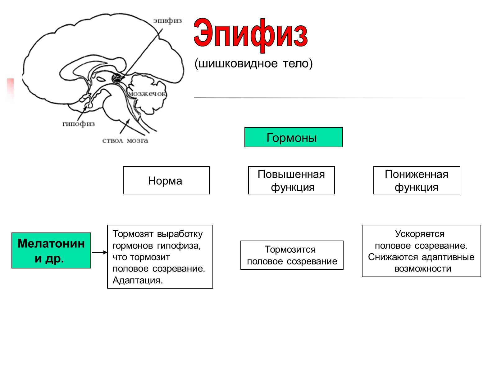 Презентація на тему «Регуляция процессов жизнедеятельности организма» - Слайд #25