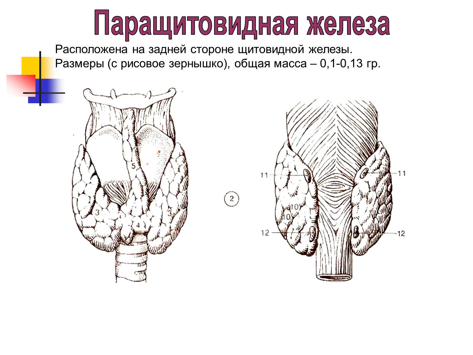 Презентація на тему «Регуляция процессов жизнедеятельности организма» - Слайд #34