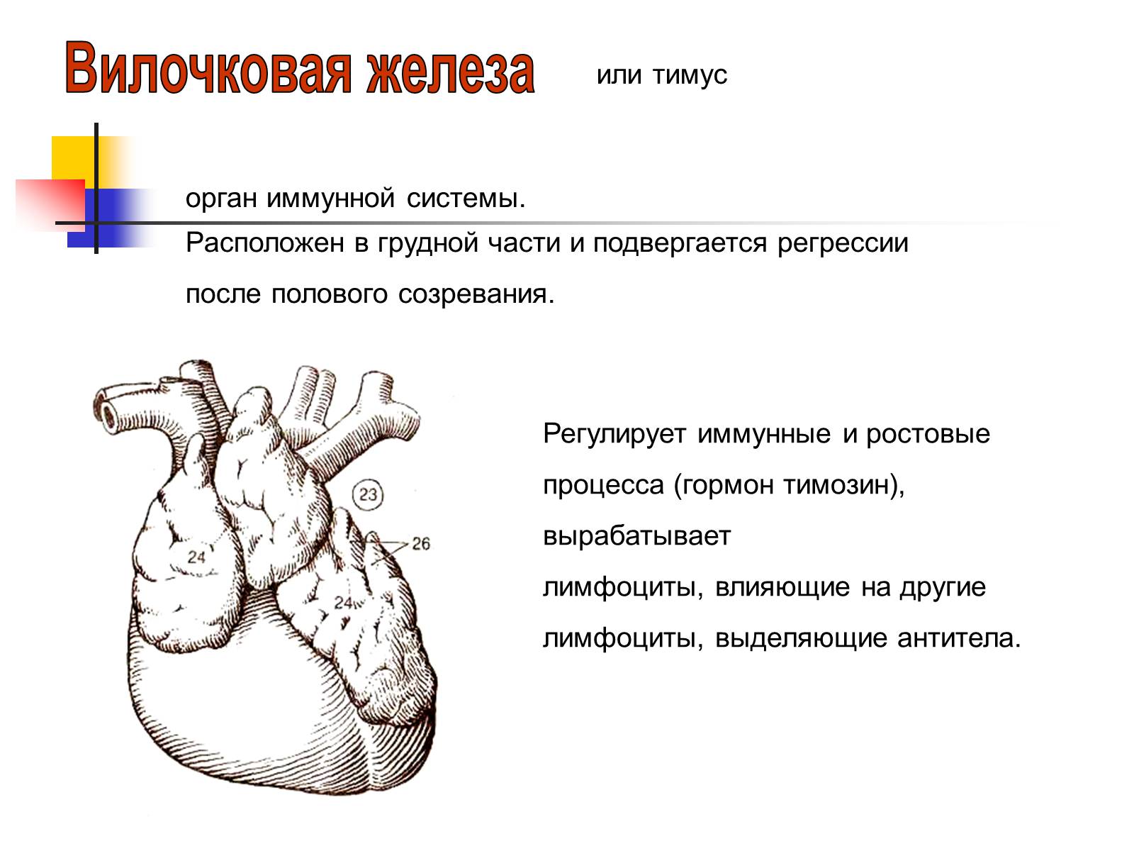 Презентація на тему «Регуляция процессов жизнедеятельности организма» - Слайд #36