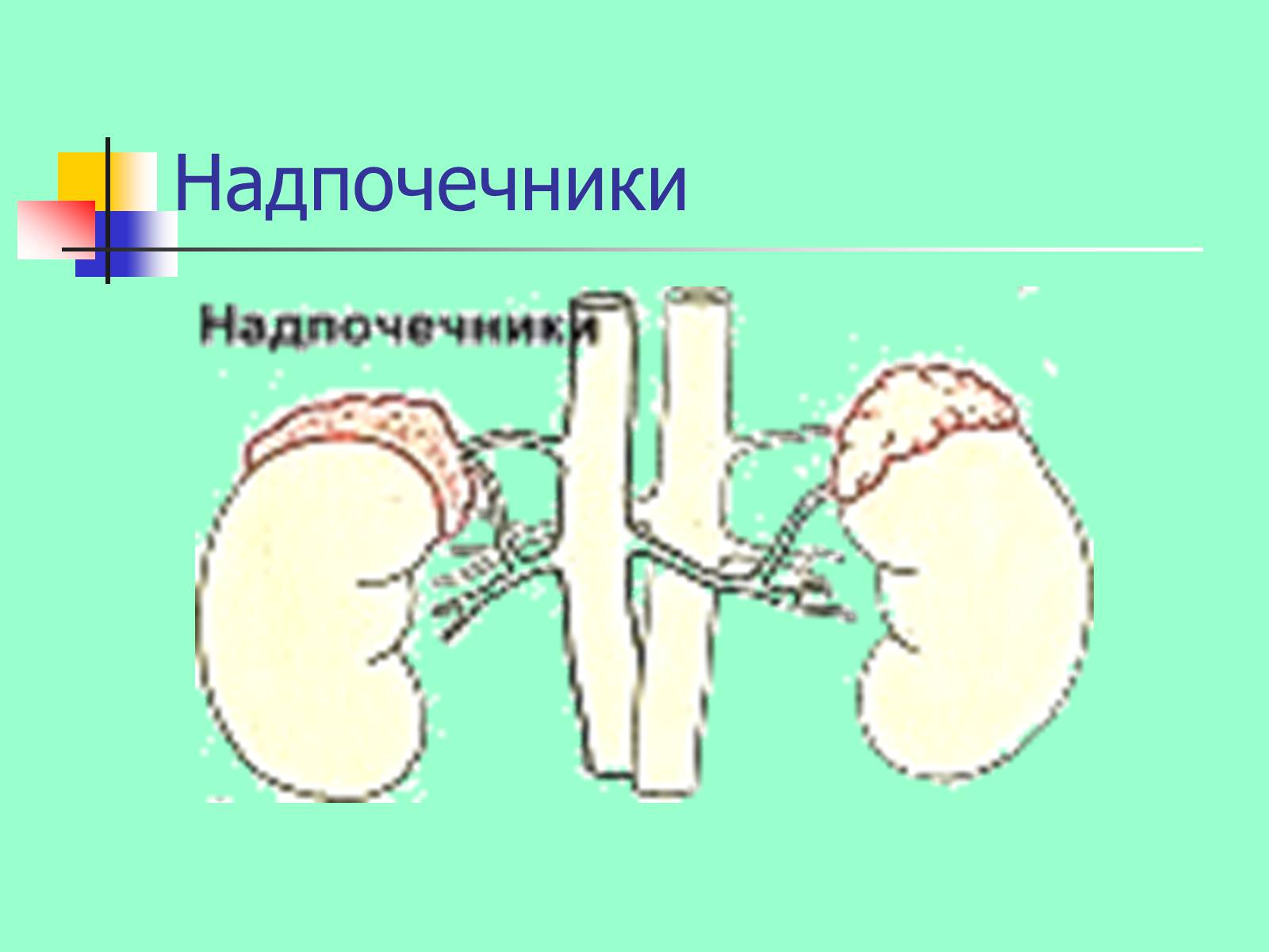 Презентація на тему «Регуляция процессов жизнедеятельности организма» - Слайд #37