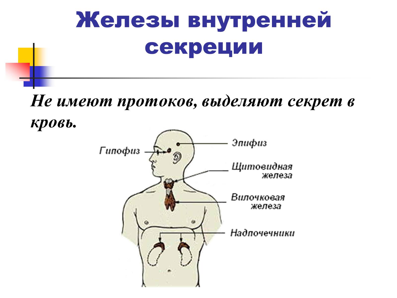 Презентація на тему «Регуляция процессов жизнедеятельности организма» - Слайд #4