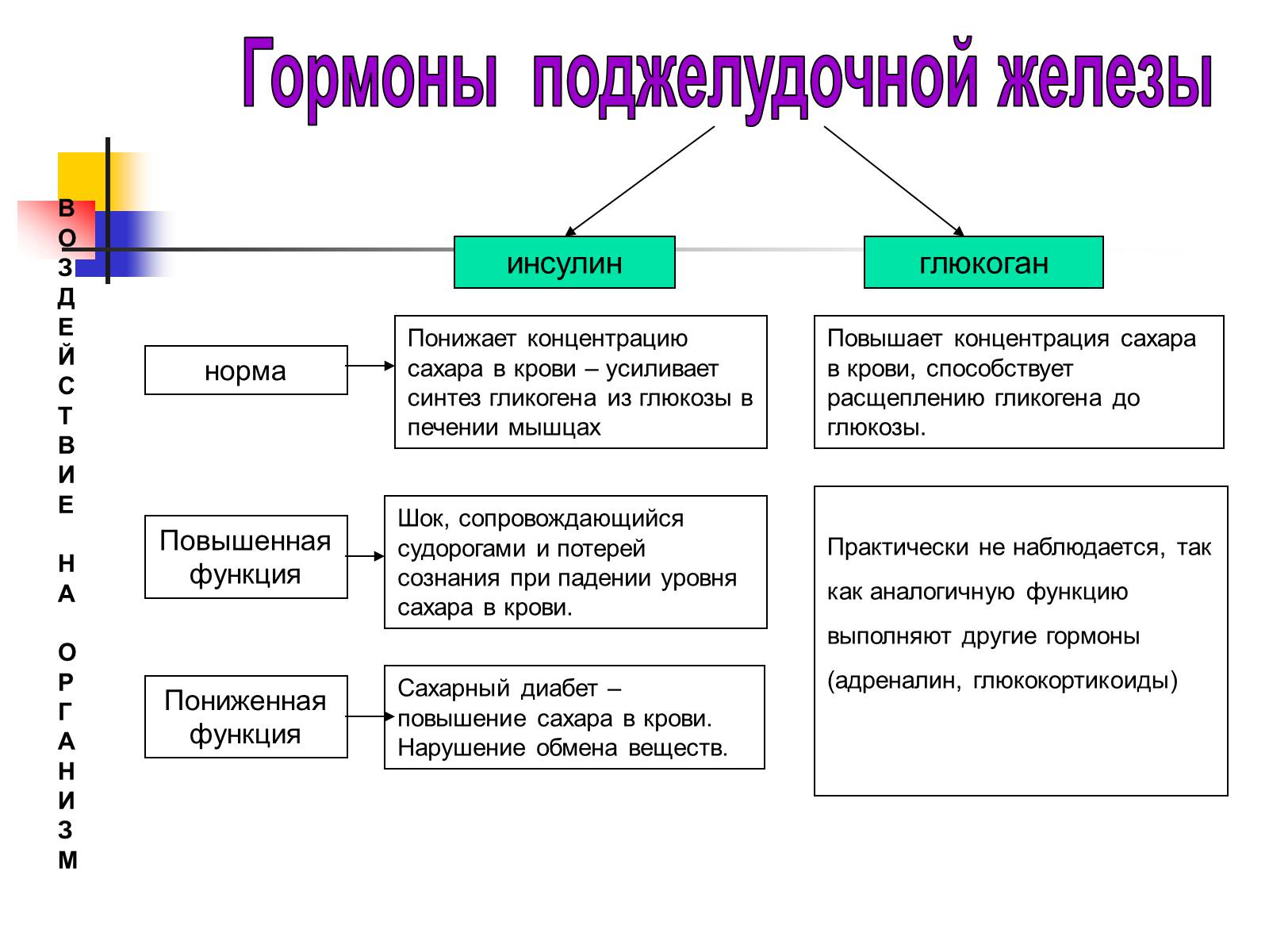 Презентація на тему «Регуляция процессов жизнедеятельности организма» - Слайд #41