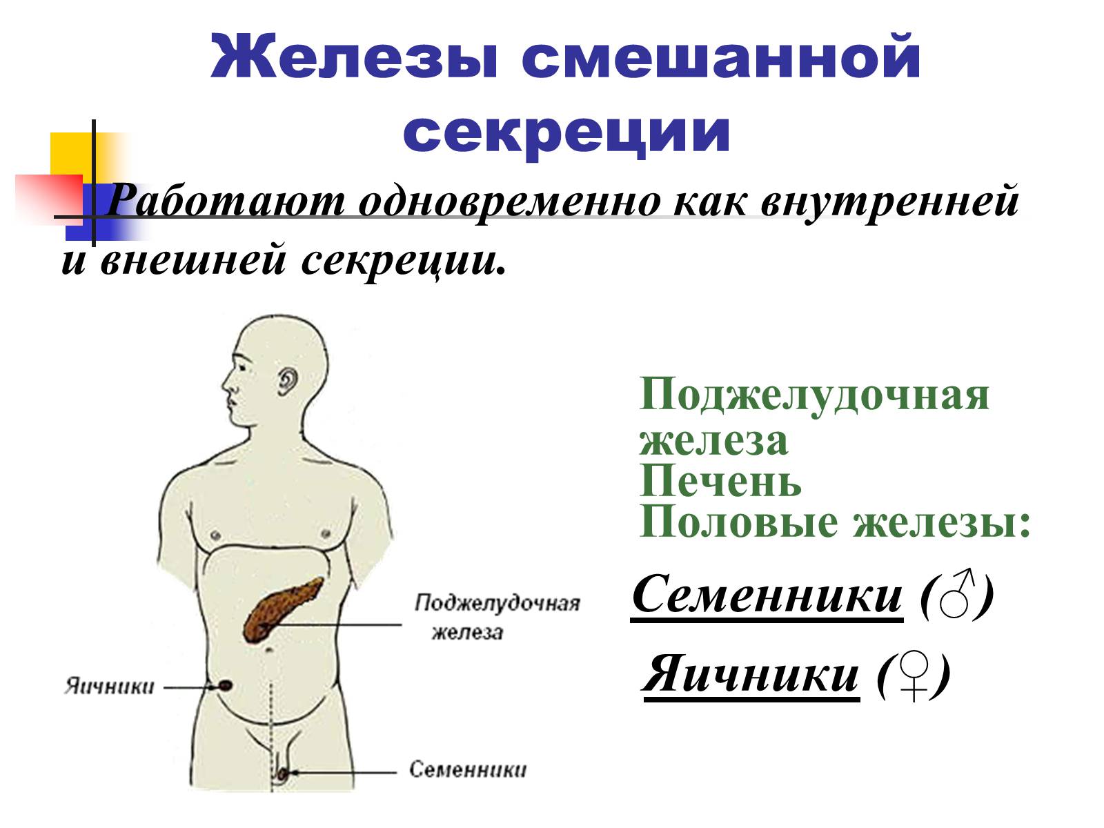 Презентація на тему «Регуляция процессов жизнедеятельности организма» - Слайд #5