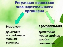 Презентація на тему «Регуляция процессов жизнедеятельности организма»