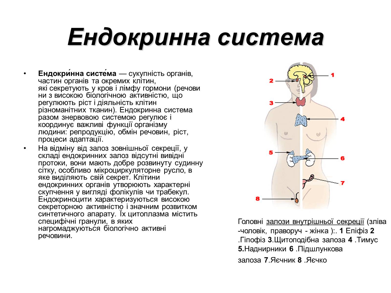 Презентація на тему «Фізіологічні та функціональні системи людини» - Слайд #12