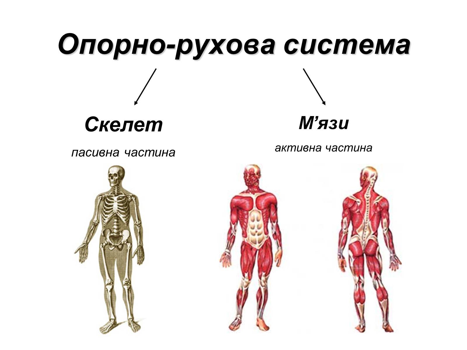 Презентація на тему «Фізіологічні та функціональні системи людини» - Слайд #2