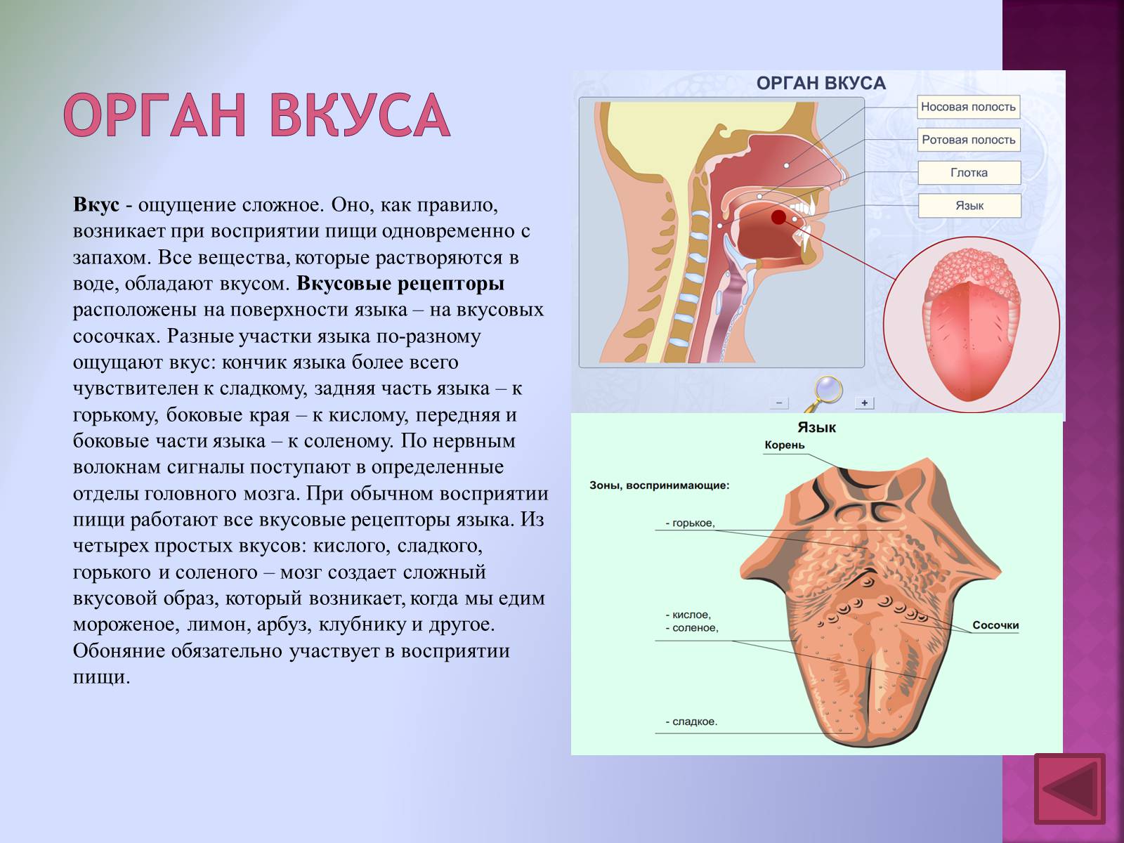 Презентація на тему «Вкусовой анализатор» - Слайд #2