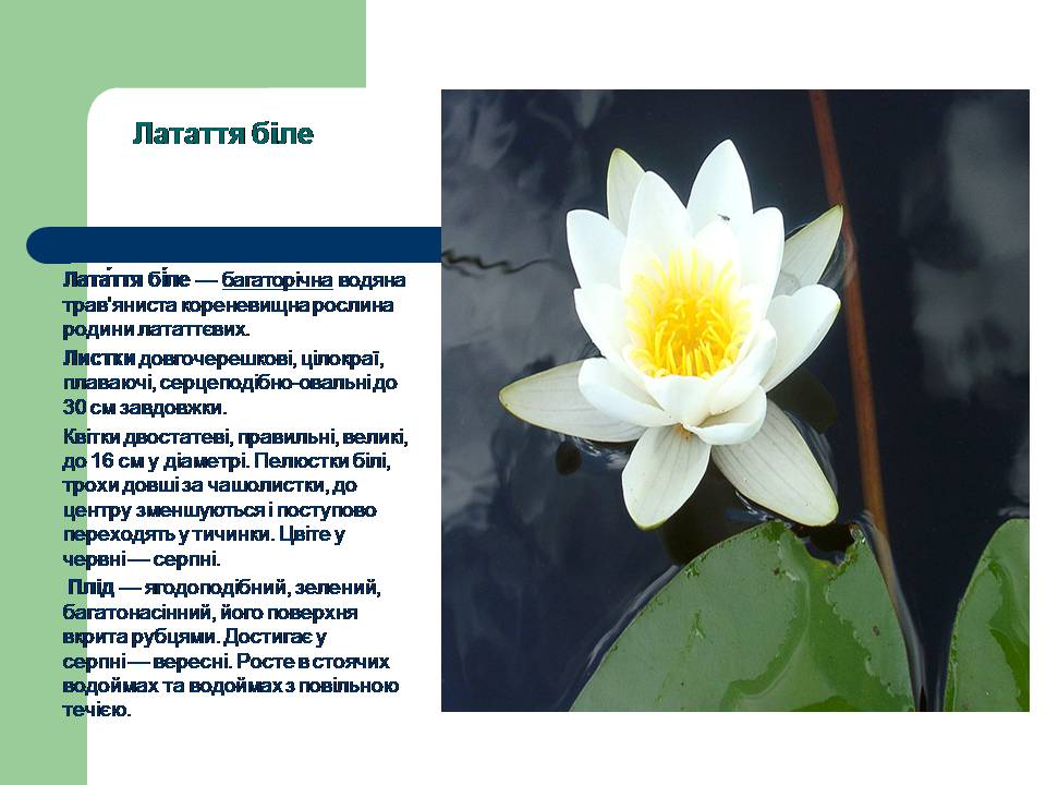 Презентація на тему «Рослини червоної книги України» (варіант 3) - Слайд #8