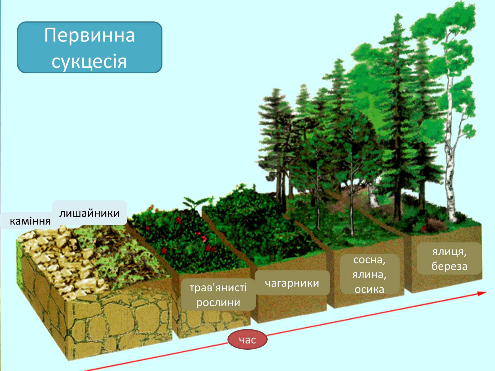 Презентація на тему «Різноманітність екосистем. Розвиток і зміни екосистем» - Слайд #11