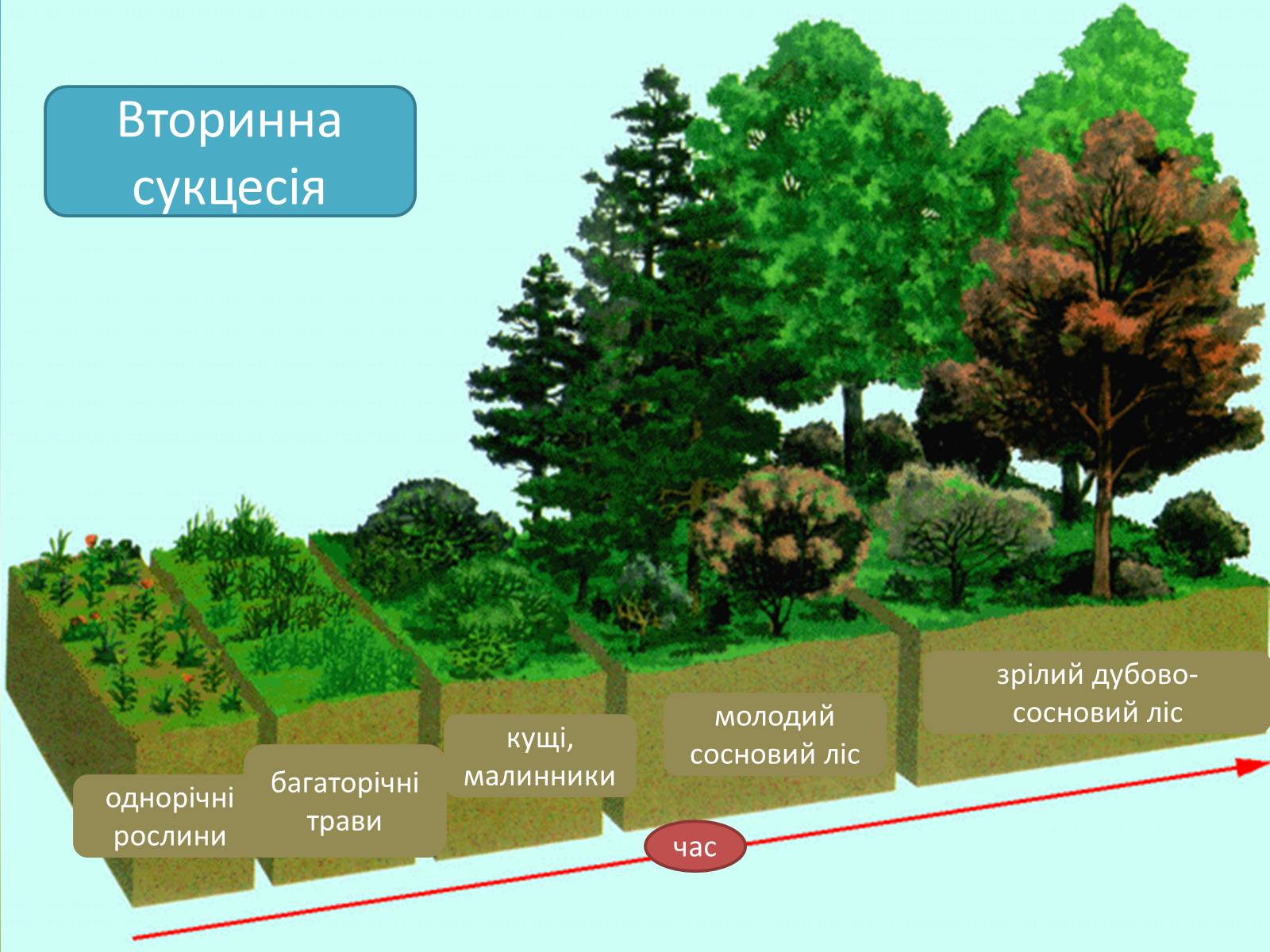 Презентація на тему «Різноманітність екосистем. Розвиток і зміни екосистем» - Слайд #12