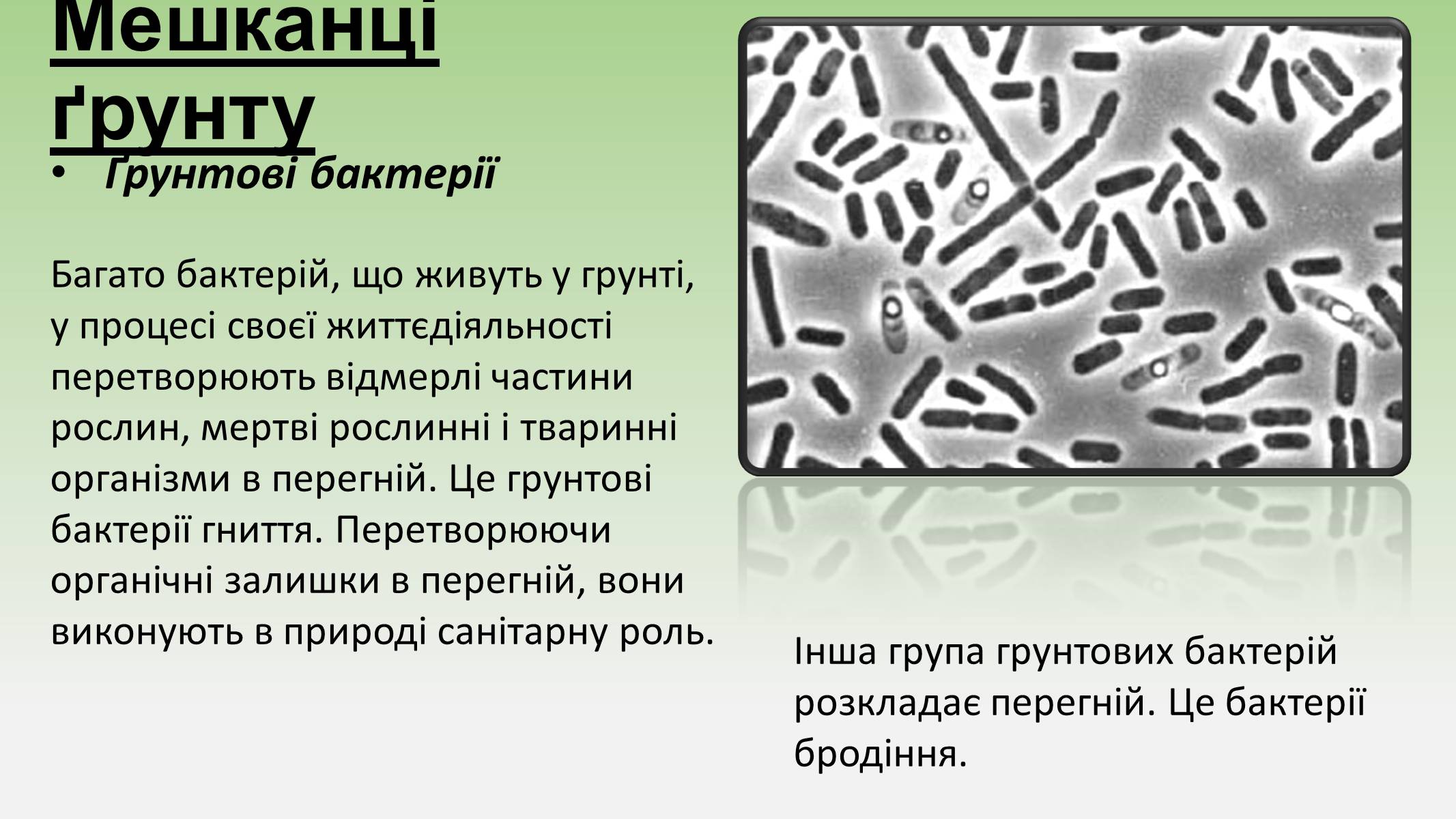 Презентація на тему «Пристосування живих огранізмів до життя в ґрунті» - Слайд #4