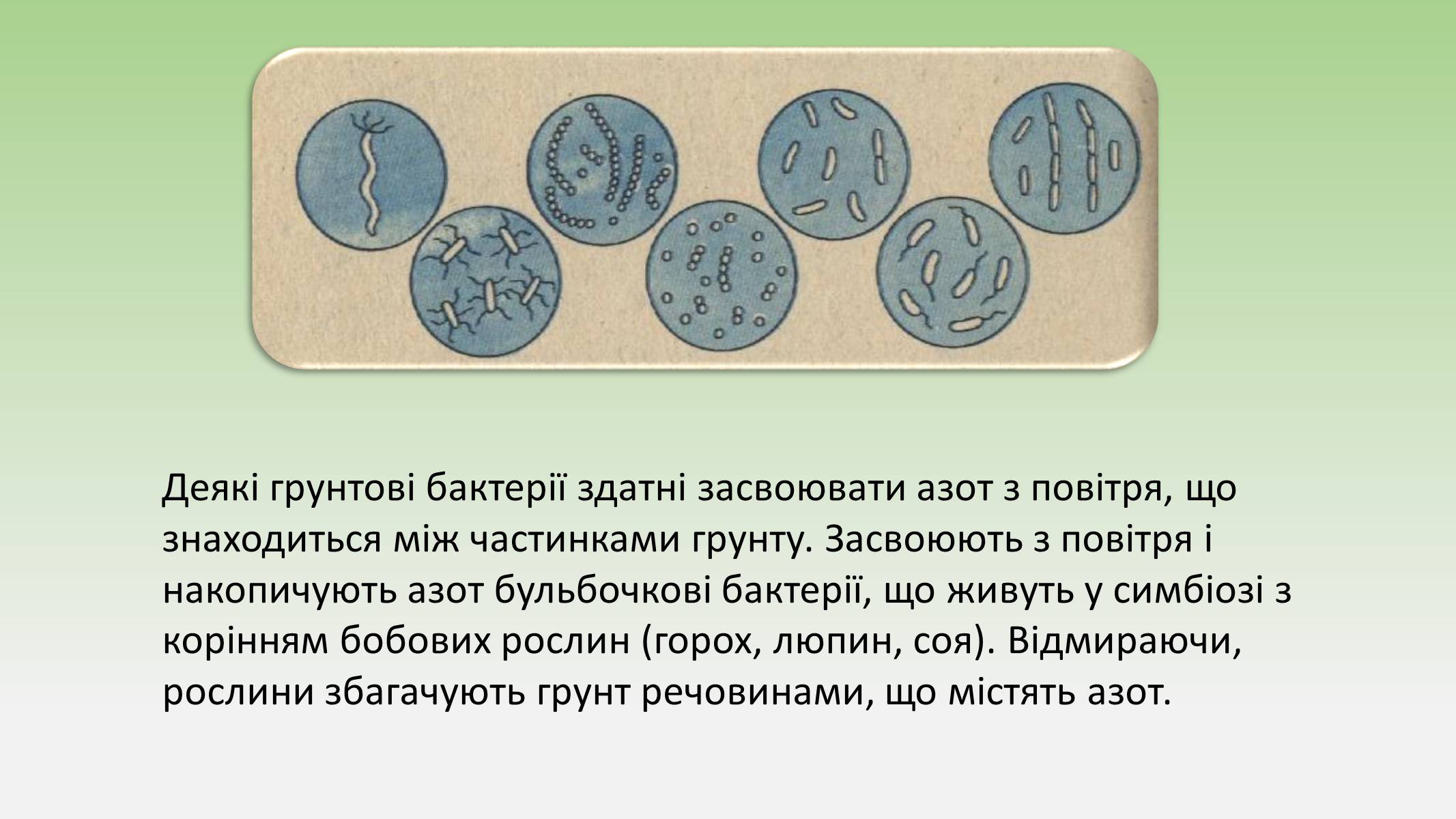 Презентація на тему «Пристосування живих огранізмів до життя в ґрунті» - Слайд #5