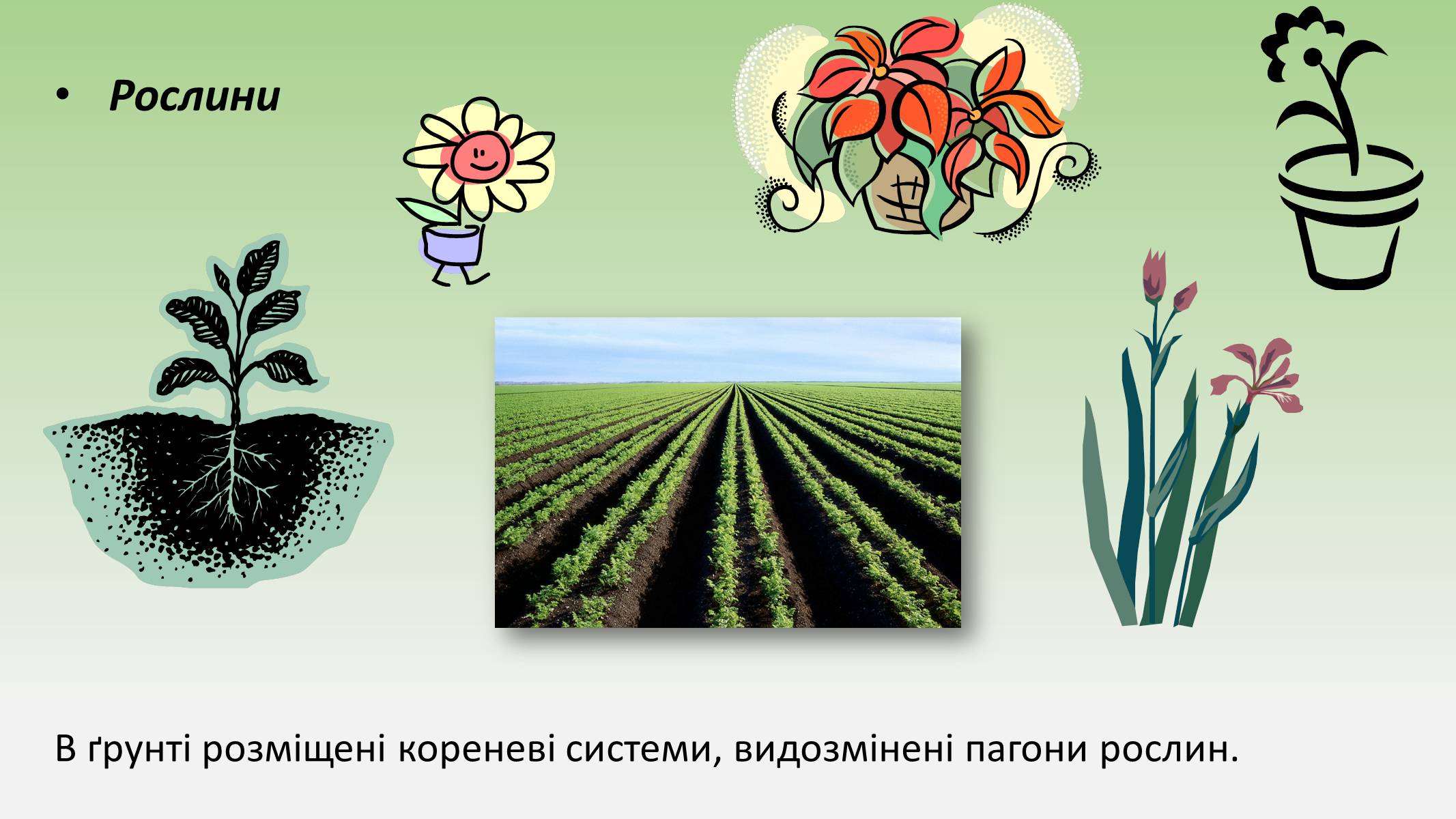 Презентація на тему «Пристосування живих огранізмів до життя в ґрунті» - Слайд #6