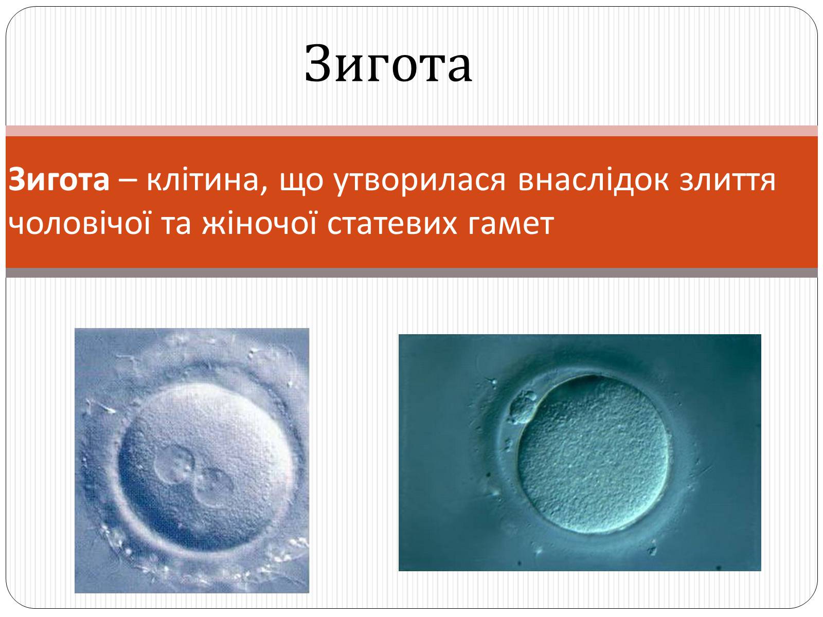 Презентація на тему «Індивідуальний розвиток,його етапи. Ембріональний розвиток» - Слайд #9