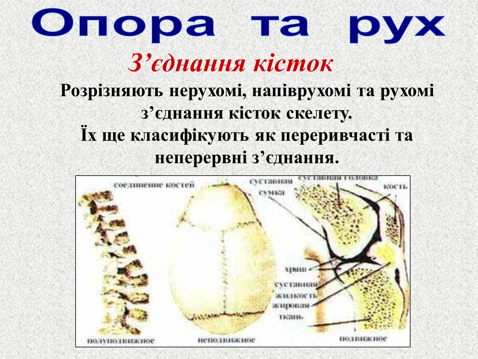 Презентація на тему «Опорно-рухова система людини» - Слайд #19