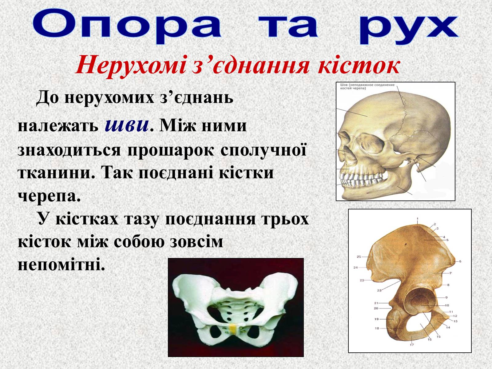 Презентація на тему «Опорно-рухова система людини» - Слайд #20