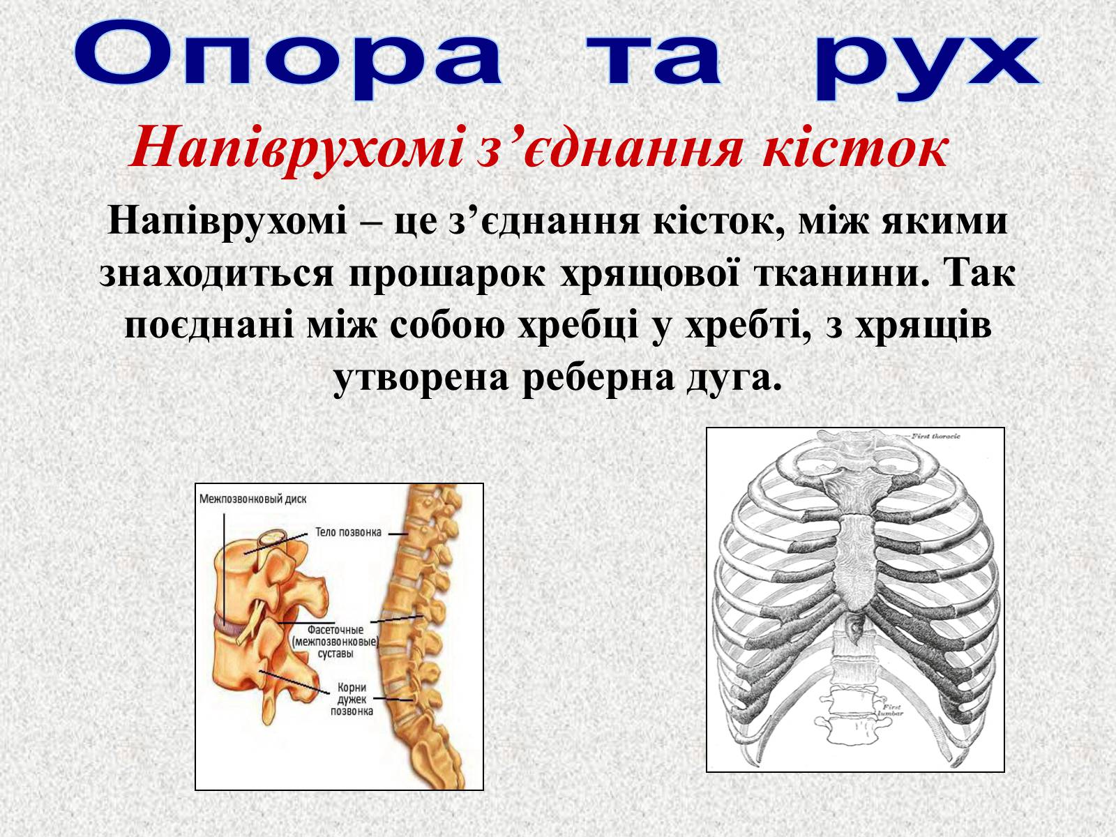 Презентація на тему «Опорно-рухова система людини» - Слайд #21