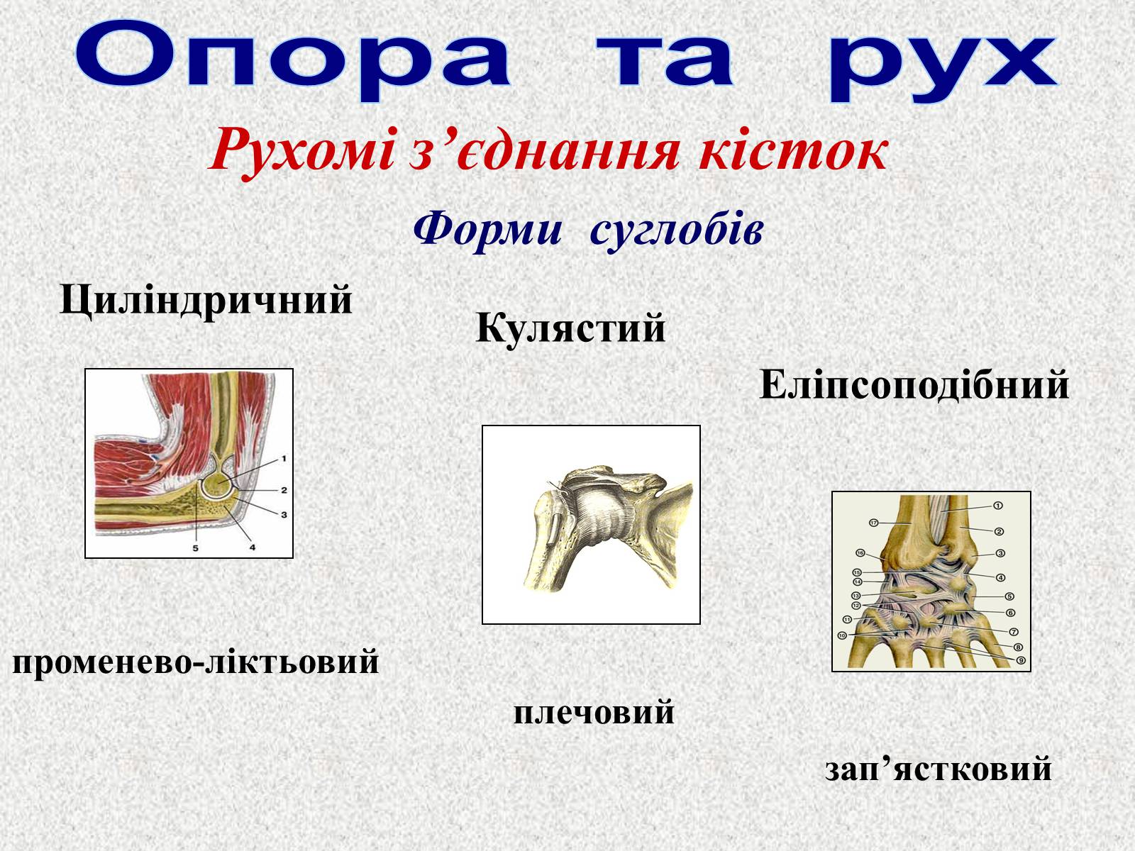 Презентація на тему «Опорно-рухова система людини» - Слайд #23