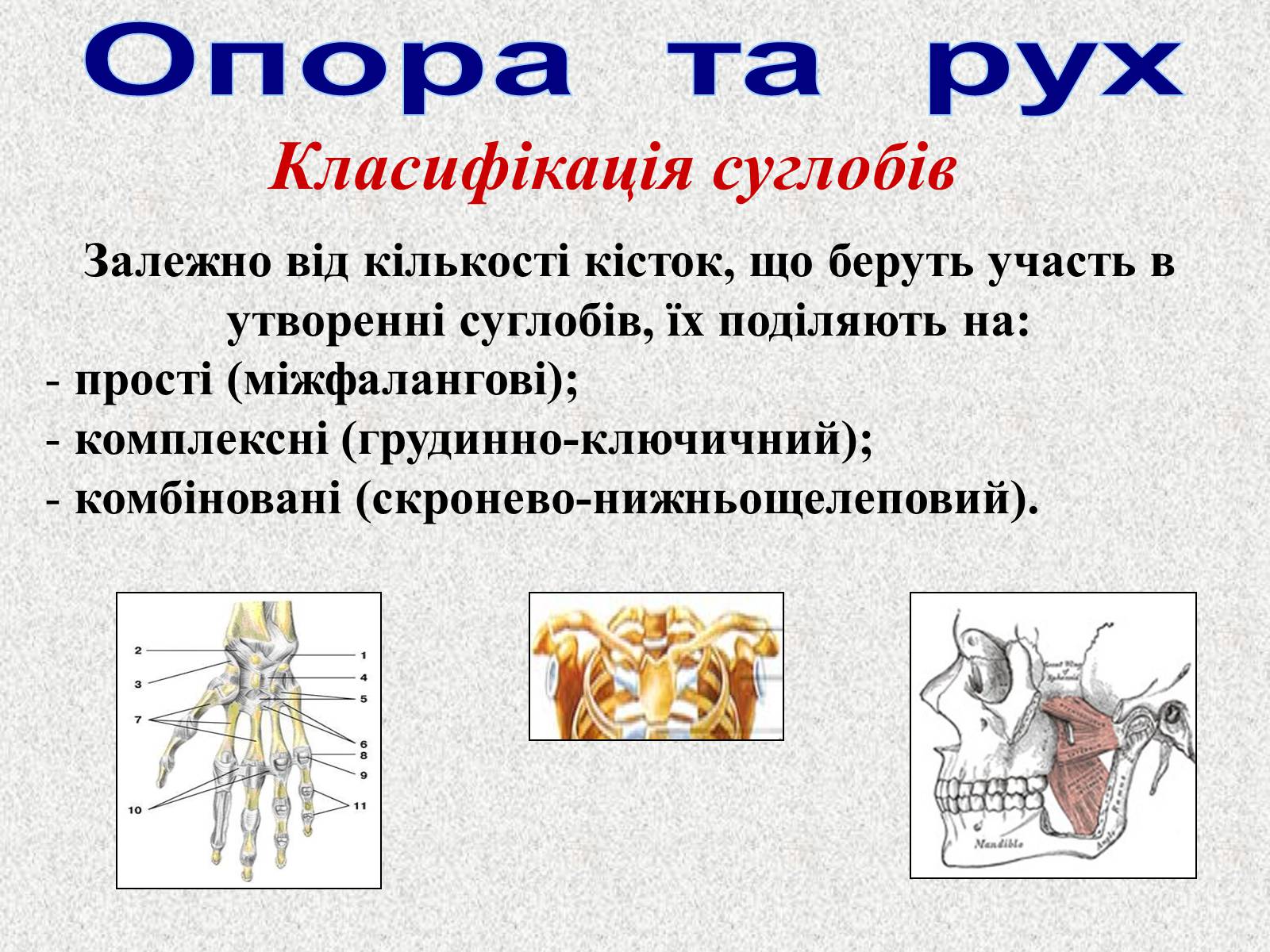 Презентація на тему «Опорно-рухова система людини» - Слайд #24