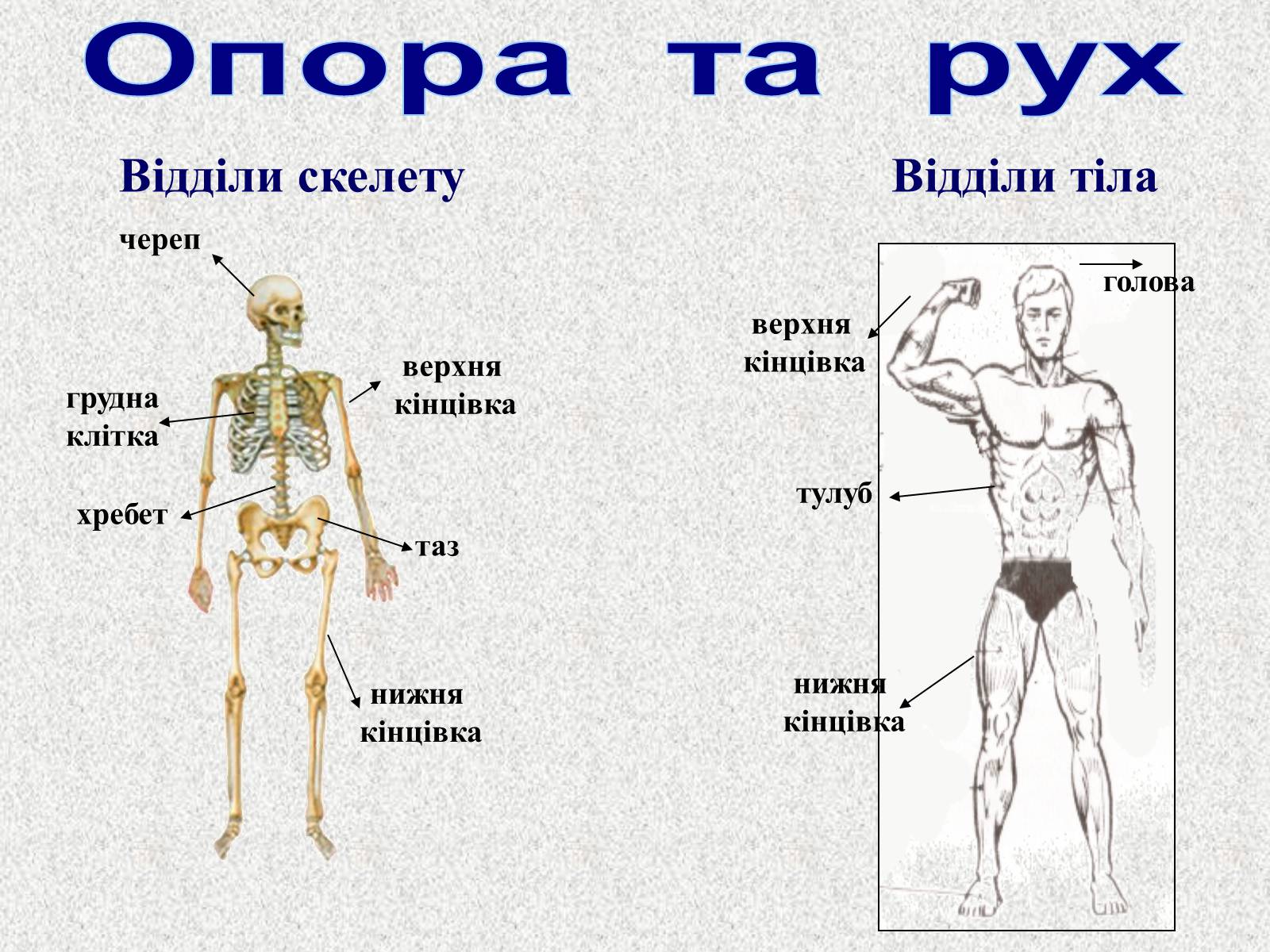 Презентація на тему «Опорно-рухова система людини» - Слайд #26