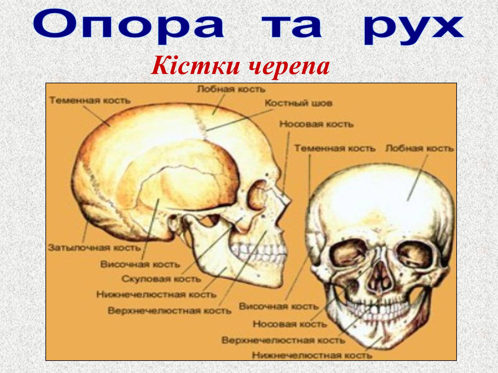 Презентація на тему «Опорно-рухова система людини» - Слайд #31