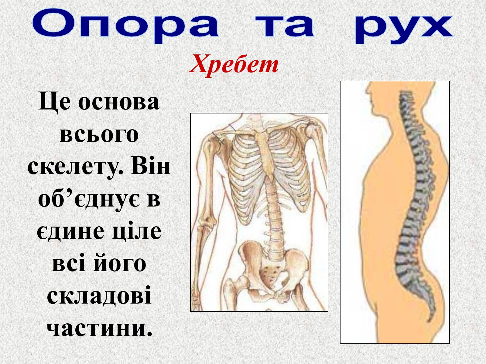 Презентація на тему «Опорно-рухова система людини» - Слайд #32