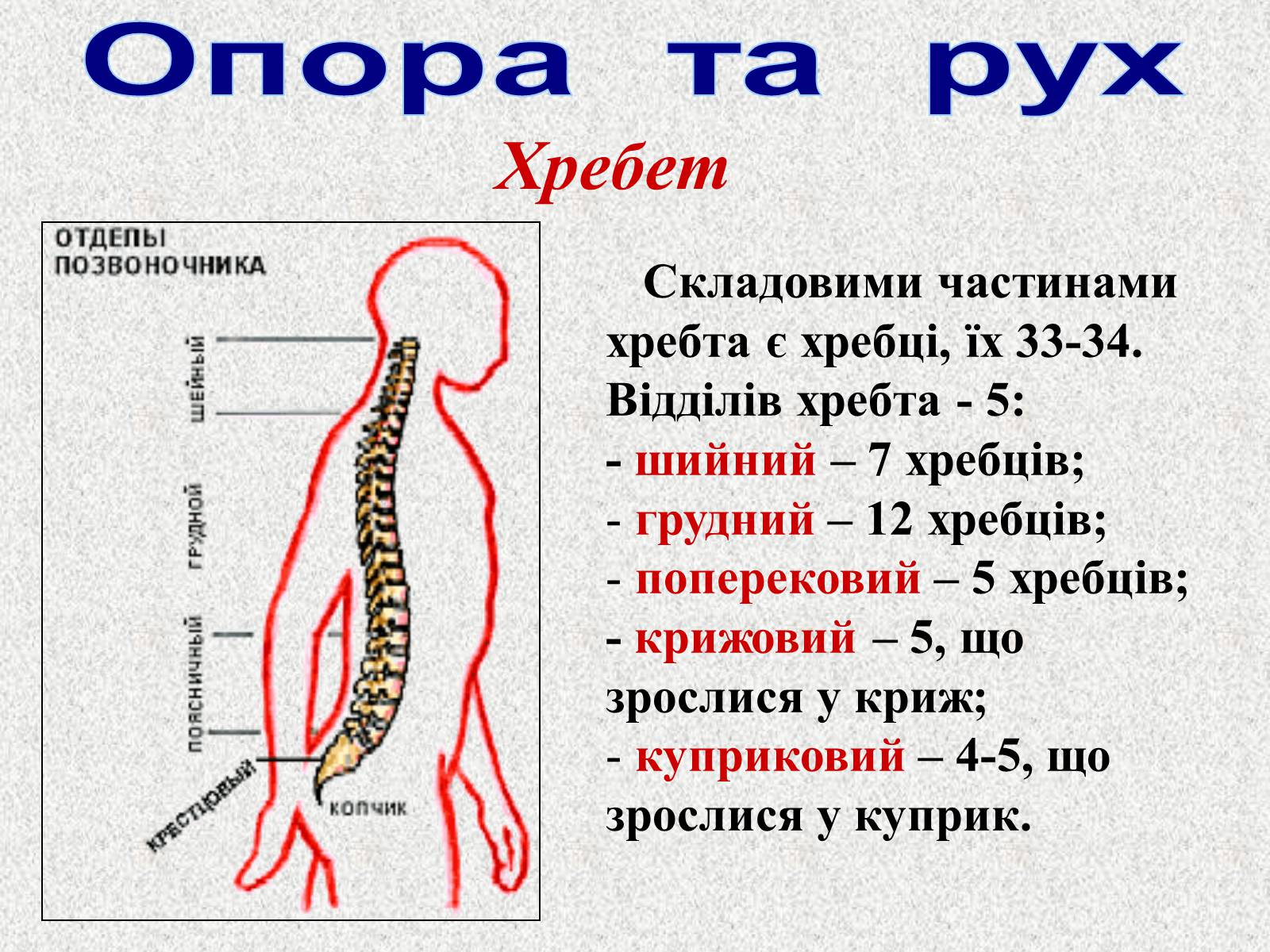 Презентація на тему «Опорно-рухова система людини» - Слайд #34