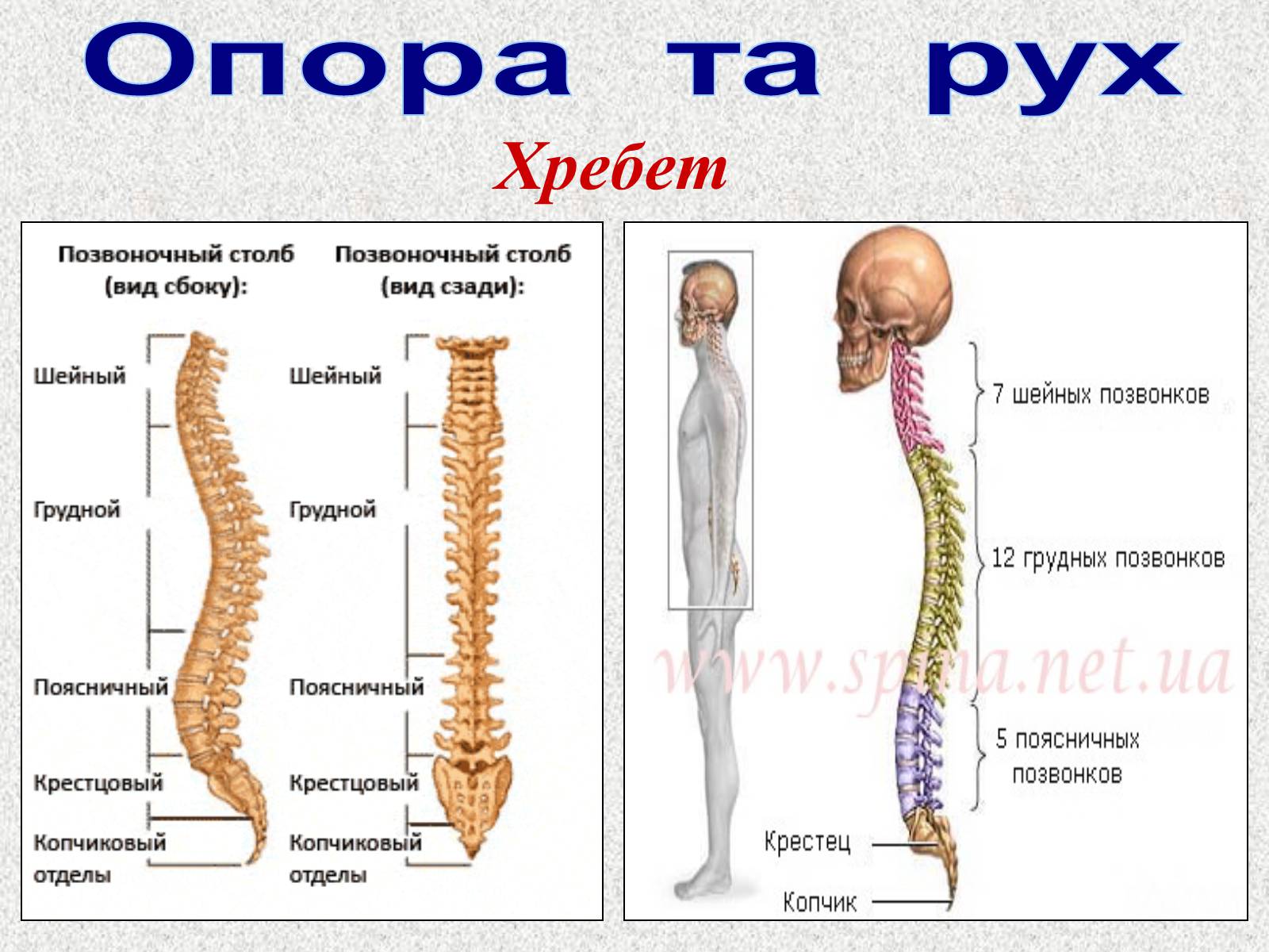 Презентація на тему «Опорно-рухова система людини» - Слайд #35