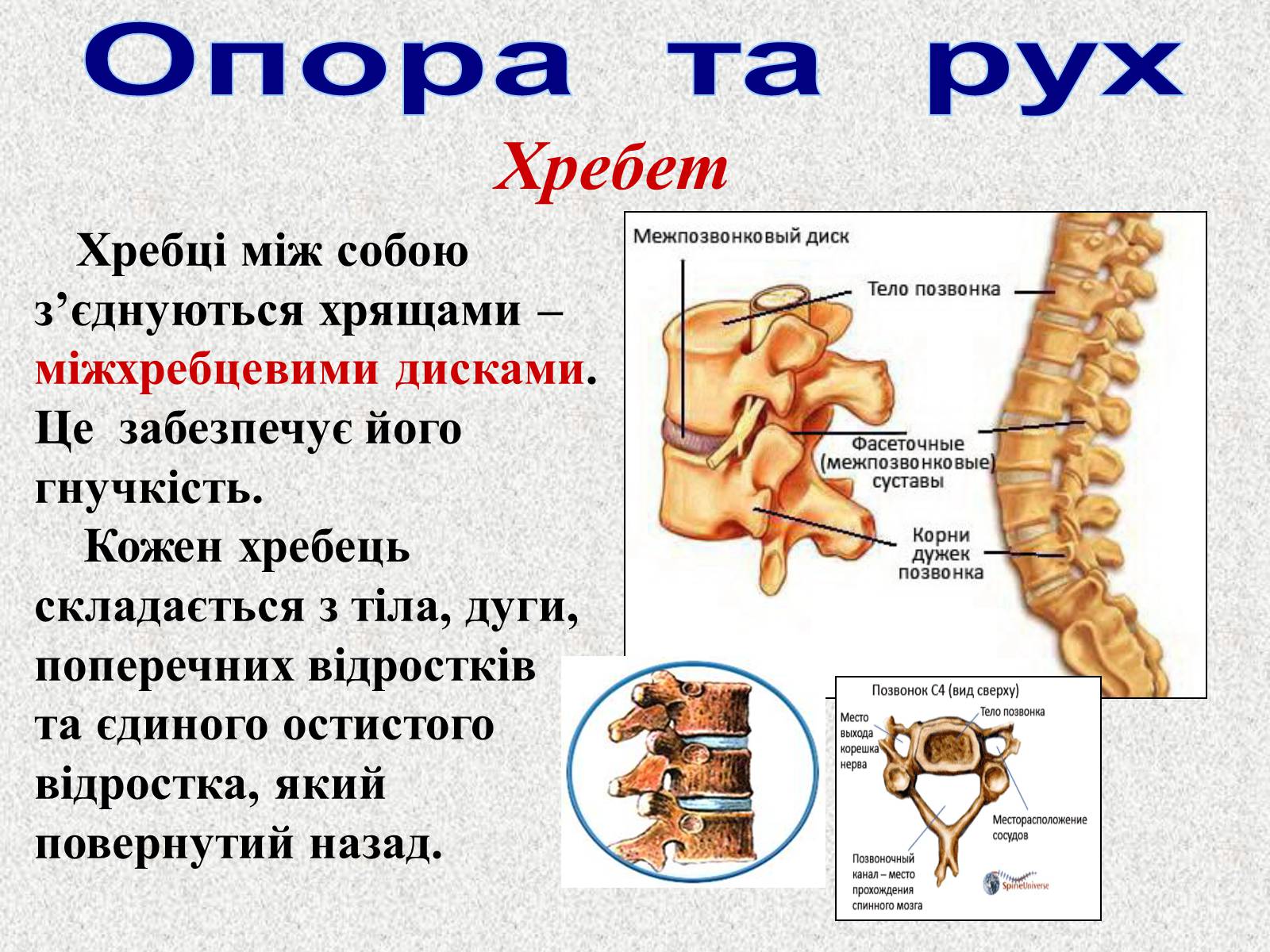 Презентація на тему «Опорно-рухова система людини» - Слайд #36