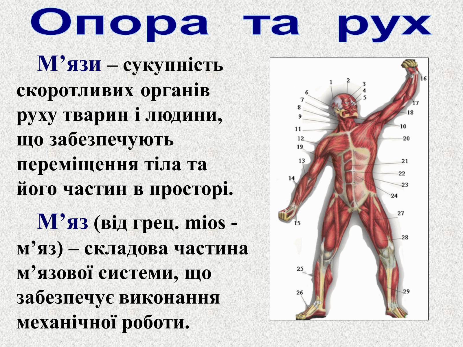 Презентація на тему «Опорно-рухова система людини» - Слайд #4