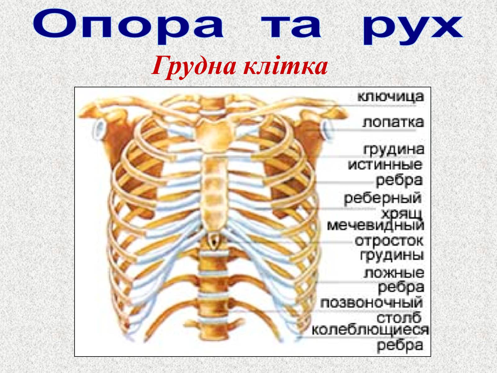 Презентація на тему «Опорно-рухова система людини» - Слайд #43